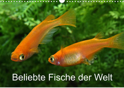 Beliebte Fische der Welt (Wandkalender 2023 DIN A3 quer) von Pohlmann,  Rudolf