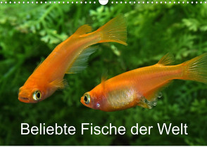 Beliebte Fische der Welt (Wandkalender 2023 DIN A3 quer) von Pohlmann,  Rudolf