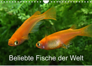 Beliebte Fische der Welt (Wandkalender 2023 DIN A4 quer) von Pohlmann,  Rudolf