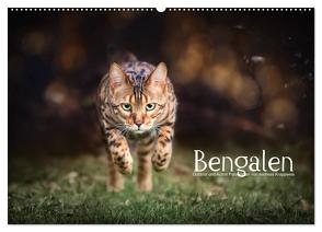 Bengalen Outdoor und Action (Wandkalender 2024 DIN A2 quer), CALVENDO Monatskalender von Krappweis,  Andreas