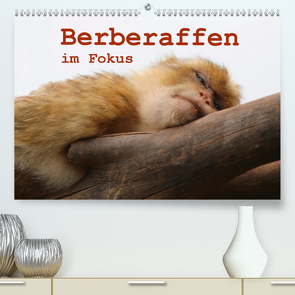 Berberaffen im Fokus (Premium, hochwertiger DIN A2 Wandkalender 2021, Kunstdruck in Hochglanz) von Sprenger,  Bernd