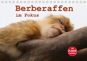 Berberaffen im Fokus (Tischkalender 2019 DIN A5 quer) von Sprenger,  Bernd