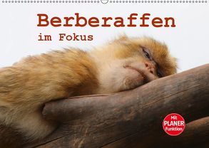 Berberaffen im Fokus (Wandkalender 2019 DIN A2 quer) von Sprenger,  Bernd