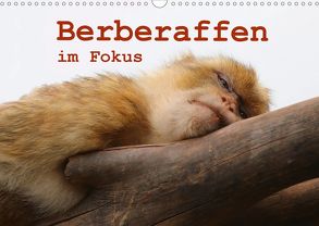 Berberaffen im Fokus (Wandkalender 2020 DIN A3 quer) von Sprenger,  Bernd