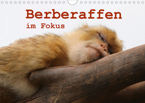 Berberaffen im Fokus (Wandkalender 2020 DIN A4 quer) von Sprenger,  Bernd