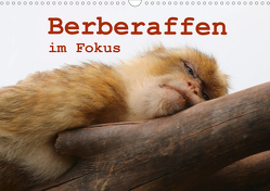 Berberaffen im Fokus (Wandkalender 2021 DIN A3 quer) von Sprenger,  Bernd