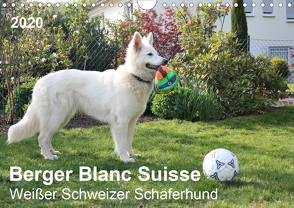 Berger Blanc Suisse – Weißer Schweizer Schäferhund (Wandkalender 2020 DIN A4 quer) von Brunhilde Kesting,  Margarete