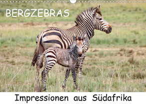 BERGZEBRAS Impressionen aus Südafrika (Wandkalender 2020 DIN A3 quer) von Thula