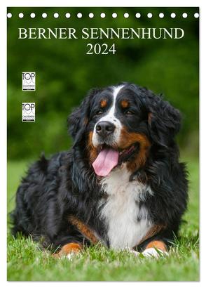 Berner Sennenhund 2024 (Tischkalender 2024 DIN A5 hoch), CALVENDO Monatskalender von Starick,  Sigrid
