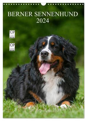 Berner Sennenhund 2024 (Wandkalender 2024 DIN A3 hoch), CALVENDO Monatskalender von Starick,  Sigrid