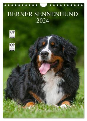 Berner Sennenhund 2024 (Wandkalender 2024 DIN A4 hoch), CALVENDO Monatskalender von Starick,  Sigrid