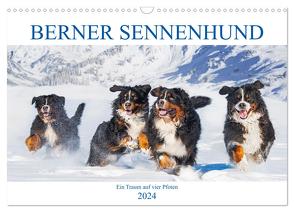 Berner Sennenhund – Ein Traum auf vier Pfoten (Wandkalender 2024 DIN A3 quer), CALVENDO Monatskalender von Starick,  Sigrid