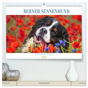 Berner Sennenhund – Eine Liebe für´s Leben (hochwertiger Premium Wandkalender 2024 DIN A2 quer), Kunstdruck in Hochglanz von Starick,  Sigrid