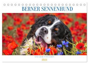 Berner Sennenhund – Eine Liebe für´s Leben (Tischkalender 2024 DIN A5 quer), CALVENDO Monatskalender von Starick,  Sigrid