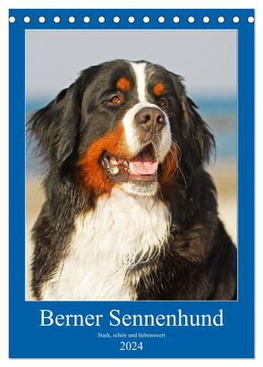 Berner Sennenhund – stark , schön und liebenswert (Tischkalender 2024 DIN A5 hoch), CALVENDO Monatskalender von Starick,  Sigrid