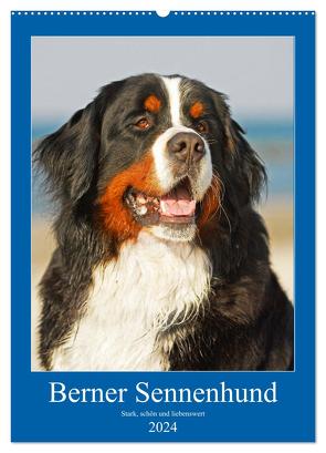 Berner Sennenhund – stark , schön und liebenswert (Wandkalender 2024 DIN A2 hoch), CALVENDO Monatskalender von Starick,  Sigrid