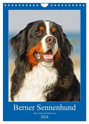 Berner Sennenhund – stark , schön und liebenswert (Wandkalender 2024 DIN A4 hoch), CALVENDO Monatskalender von Starick,  Sigrid