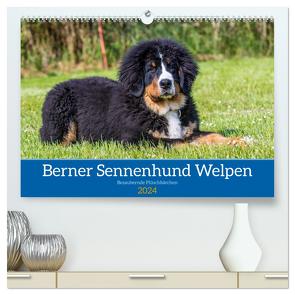 Berner Sennenhund Welpen – Bezaubernde Plüschbärchen (hochwertiger Premium Wandkalender 2024 DIN A2 quer), Kunstdruck in Hochglanz von K. Fotografie,  Jana