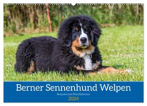 Berner Sennenhund Welpen – Bezaubernde Plüschbärchen (Wandkalender 2024 DIN A2 quer), CALVENDO Monatskalender von K. Fotografie,  Jana