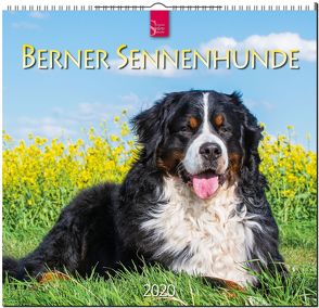 Berner Sennenhunde von Redaktion Verlagshaus Würzburg,  Bildagentur