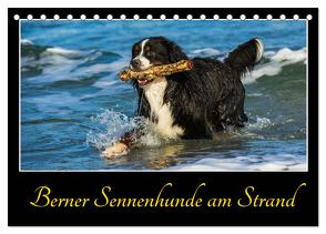 Berner Sennenhunde am Strand (Tischkalender 2024 DIN A5 quer), CALVENDO Monatskalender von Starick,  Sigrid