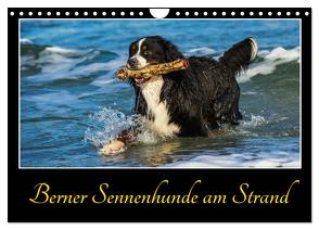 Berner Sennenhunde am Strand (Wandkalender 2024 DIN A4 quer), CALVENDO Monatskalender von Starick,  Sigrid