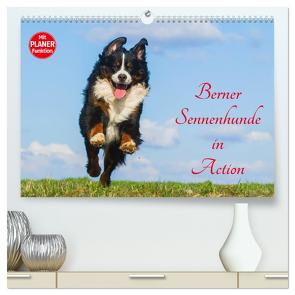 Berner Sennenhunde in Action (hochwertiger Premium Wandkalender 2024 DIN A2 quer), Kunstdruck in Hochglanz von Starick,  Sigrid