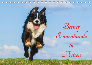 Berner Sennenhunde in Action (Tischkalender 2021 DIN A5 quer) von Starick,  Sigrid