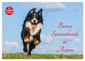 Berner Sennenhunde in Action (Wandkalender 2024 DIN A2 quer), CALVENDO Monatskalender von Starick,  Sigrid