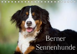 Berner Sennenhunde (Tischkalender 2021 DIN A5 quer) von Noack,  Nicole