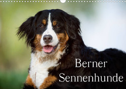 Berner Sennenhunde (Wandkalender 2023 DIN A3 quer) von Noack,  Nicole