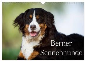 Berner Sennenhunde (Wandkalender 2024 DIN A3 quer), CALVENDO Monatskalender von Noack,  Nicole