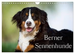 Berner Sennenhunde (Wandkalender 2024 DIN A4 quer), CALVENDO Monatskalender von Noack,  Nicole