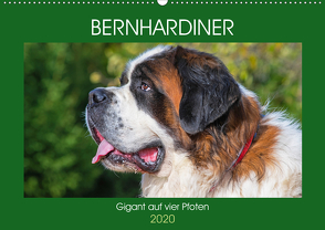 Bernhardiner – Gigant auf vier Pfoten (Wandkalender 2020 DIN A2 quer) von Starick,  Sigrid