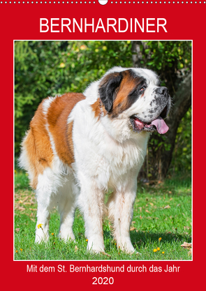 Bernhardiner – Mit dem St. Bernhardshund durch das Jahr (Wandkalender 2020 DIN A2 hoch) von Starick,  Sigrid