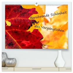 Berührende Schönheit des Vergänglichen (hochwertiger Premium Wandkalender 2024 DIN A2 quer), Kunstdruck in Hochglanz von Scheurer,  Monika
