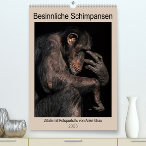 Besinnliche Schimpansen (Premium, hochwertiger DIN A2 Wandkalender 2023, Kunstdruck in Hochglanz) von Grau,  Anke