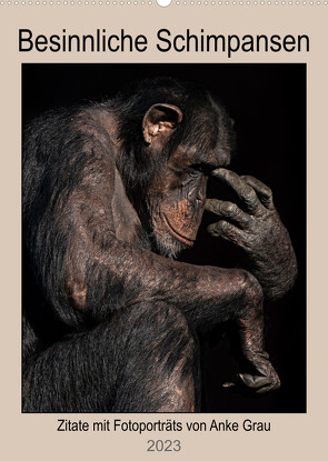Besinnliche Schimpansen (Wandkalender 2023 DIN A2 hoch) von Grau,  Anke