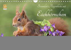 Besondere Augenblicke mit Eichhörnchen (Wandkalender 2024 DIN A4 quer), CALVENDO Monatskalender von Meier,  Tine