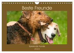 Beste Freunde – Spielende Hunde (Wandkalender 2024 DIN A4 quer), CALVENDO Monatskalender von Bölts,  Meike