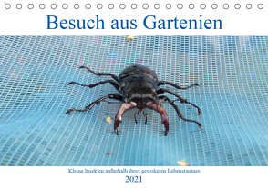 Besuch aus Gartenien – Kleine Insekten außerhalb ihres gewohnten Lebensraumes (Tischkalender 2021 DIN A5 quer) von Besenböck,  Ingrid