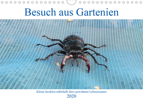 Besuch aus Gartenien – Kleine Insekten außerhalb ihres gewohnten Lebensraumes (Wandkalender 2020 DIN A4 quer) von Besenböck,  Ingrid