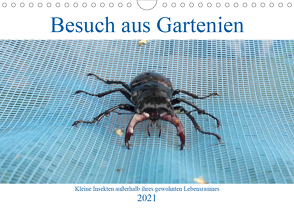 Besuch aus Gartenien – Kleine Insekten außerhalb ihres gewohnten Lebensraumes (Wandkalender 2021 DIN A4 quer) von Besenböck,  Ingrid