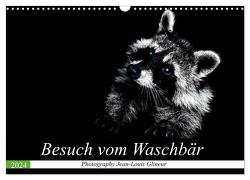 Besuch vom Waschbär (Wandkalender 2024 DIN A3 quer), CALVENDO Monatskalender von Glineur,  Jean-Louis