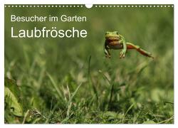 Besucher im Garten – Laubfrösche (Wandkalender 2024 DIN A3 quer), CALVENDO Monatskalender von Wilhelm,  N.