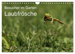 Besucher im Garten – Laubfrösche (Wandkalender 2024 DIN A4 quer), CALVENDO Monatskalender von Wilhelm,  N.