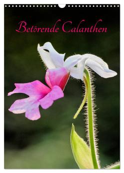 Betörende Calanthen (Wandkalender 2024 DIN A3 hoch), CALVENDO Monatskalender von Stenner,  Clemens