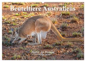 Beuteltiere Australiens (Wandkalender 2024 DIN A2 quer), CALVENDO Monatskalender von Smith,  Sidney