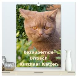 bezaubernde Britisch Kurzhaar Katzen (hochwertiger Premium Wandkalender 2024 DIN A2 hoch), Kunstdruck in Hochglanz von Verena Scholze,  Fotodesign