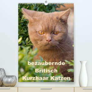 bezaubernde Britisch Kurzhaar Katzen (Premium, hochwertiger DIN A2 Wandkalender 2022, Kunstdruck in Hochglanz) von Verena Scholze,  Fotodesign